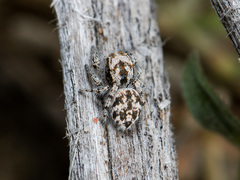 Pseudomogrus dalaensis