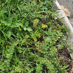 Phyllanthus cochinchinensis