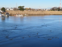 Fulica atra