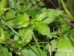 Mercurialis leiocarpa