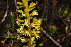 Fernandezia crystallina