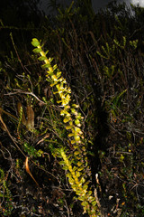 Fernandezia crystallina