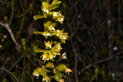 Fernandezia crystallina