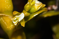 Fernandezia crystallina