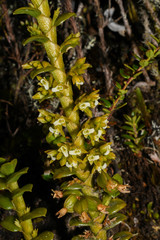 Fernandezia crystallina