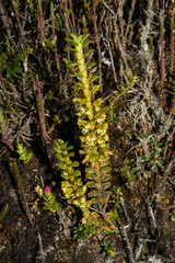 Fernandezia crystallina