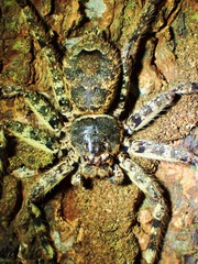 Barylestis saaristoi