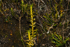 Fernandezia crystallina