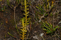 Fernandezia crystallina