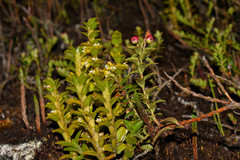 Fernandezia crystallina