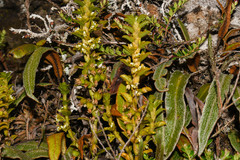 Fernandezia crystallina