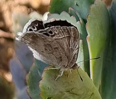 Leptomyrina gorgias sobrina