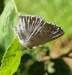 Leptomyrina gorgias sobrina