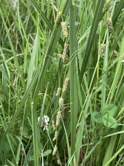 Carex coriacea