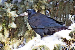 Corvus frugilegus