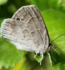 Leptomyrina gorgias sobrina