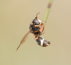 Masarinae
