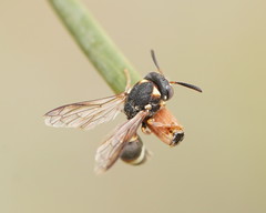 Masarinae