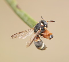 Masarinae