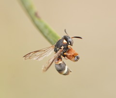 Masarinae