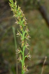 Prasophyllum maccannii