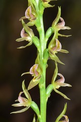 Prasophyllum maccannii