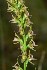 Prasophyllum maccannii