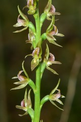 Prasophyllum maccannii
