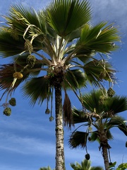 Pritchardia