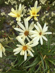Dolichoglottis lyallii × scorzoneroides