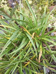 Dolichoglottis lyallii × scorzoneroides