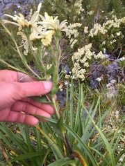 Dolichoglottis lyallii × scorzoneroides