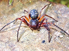 Cebrenninus