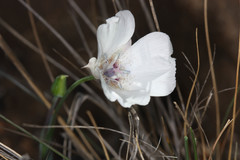 Calochortus umbellatus