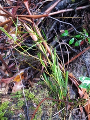 Dendrobium schoeninum