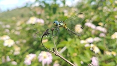 Neodythemis
