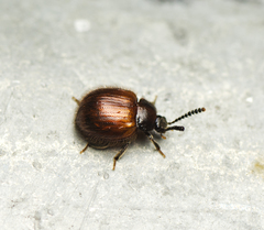Neopelatopini