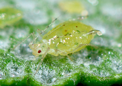 Eucarazzia elegans