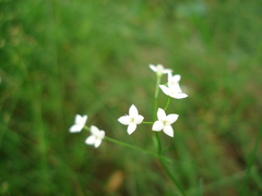 Galium pumilum