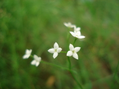 Galium pumilum