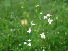 Galium pumilum