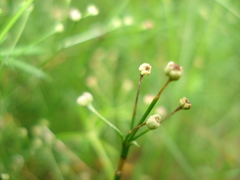 Galium pumilum