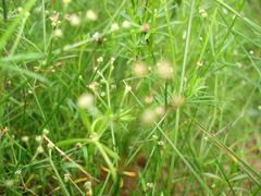 Galium pumilum