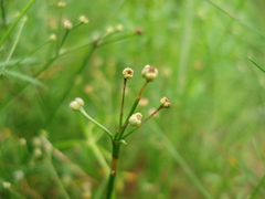 Galium pumilum