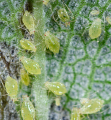 Eucarazzia elegans