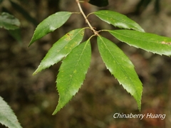 Quercus stenophylloides