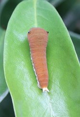 Lepidoptera