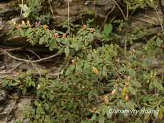 Rhododendron rubropilosum