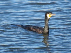 Phalacrocorax carbo hanedae