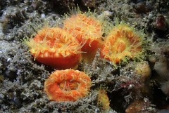 Australopsammia aurea